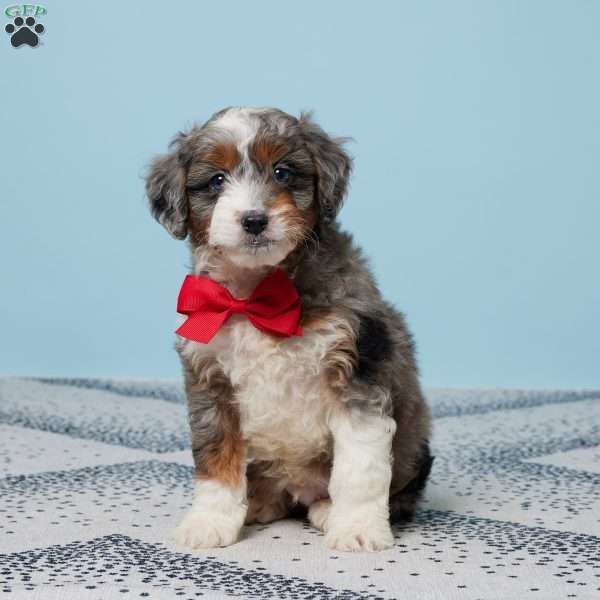 Cody, Mini Aussiedoodle Puppy